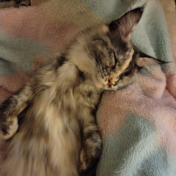 Meet your Posher, Traeic - Picture 6 of 16